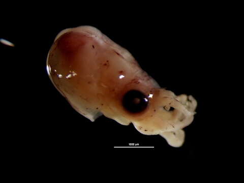 Image of bobtail squid