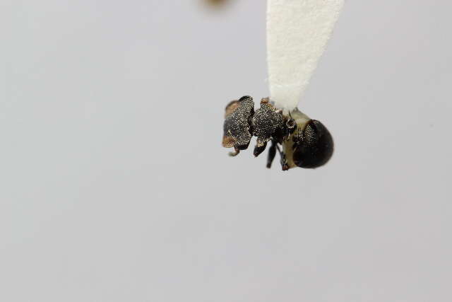 Cephalotes pavonii (Latreille 1809) resmi