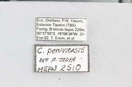 Cephalotes peruviensis De Andrade 1999 resmi