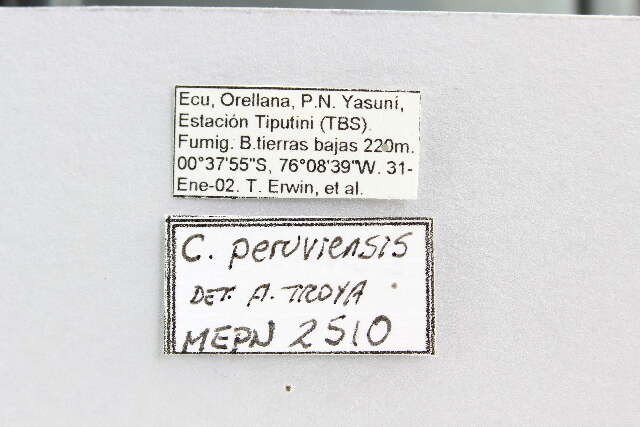 Cephalotes peruviensis De Andrade 1999 resmi