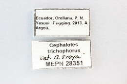 Cephalotes trichophorus De Andrade 1999 resmi