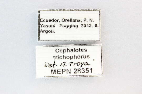 Cephalotes trichophorus De Andrade 1999 resmi