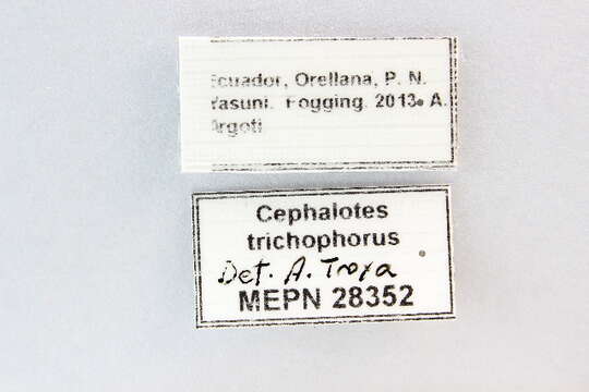 Cephalotes trichophorus De Andrade 1999 resmi