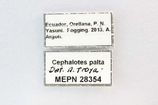 Cephalotes palta De Andrade 1999 resmi