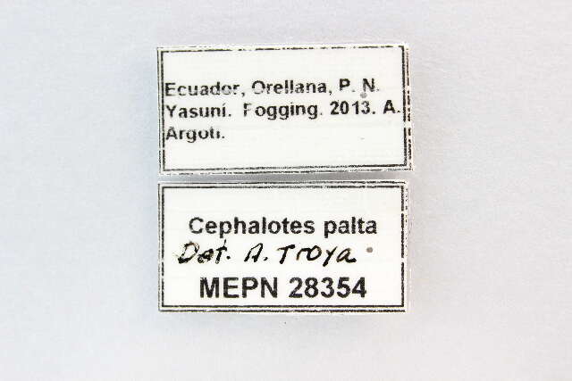 Cephalotes palta De Andrade 1999 resmi