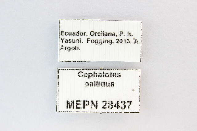 Cephalotes pallidus De Andrade 1999 resmi