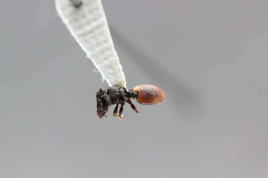 Cephalotes maculatus (Smith 1876) resmi