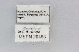 Image of Cephalotes adolphi (Emery 1906)