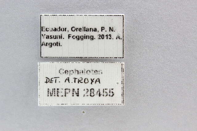 Image of Cephalotes adolphi (Emery 1906)