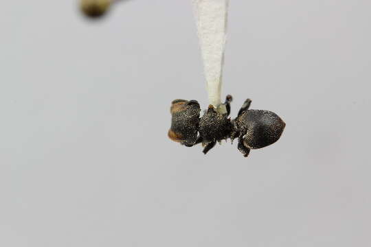 Cephalotes pavonii (Latreille 1809) resmi