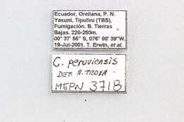 Cephalotes peruviensis De Andrade 1999 resmi