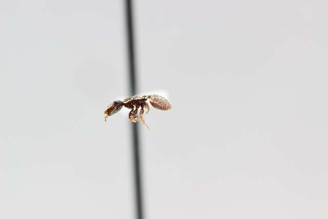 Cephalotes maculatus (Smith 1876) resmi