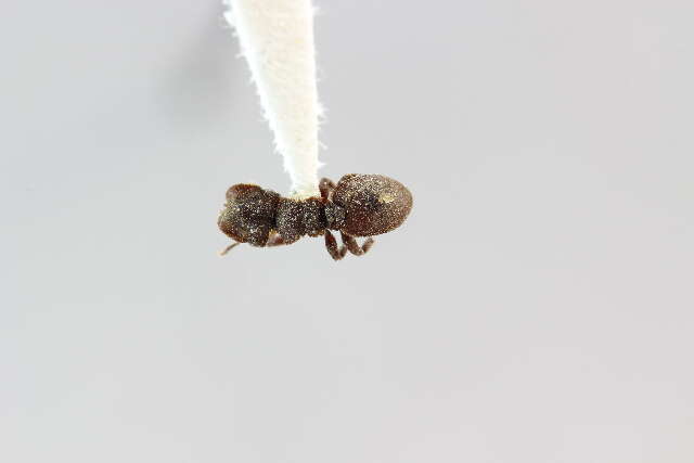 Cephalotes pallidus De Andrade 1999 resmi