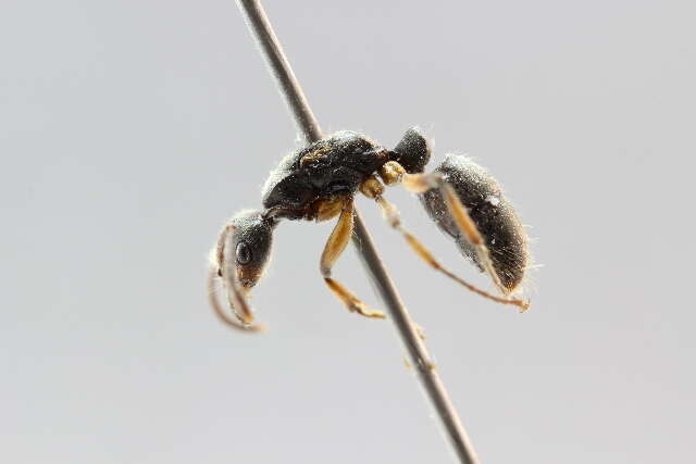 Image of <i>Neoponera unidentata</i>