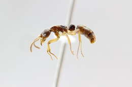 Imagem de <i>Neoponera crenata</i>