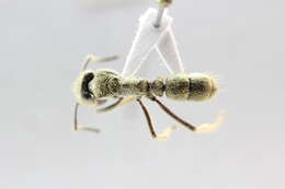 Imagem de <i>Neoponera inversa</i>