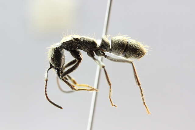 Imagem de <i>Neoponera inversa</i>