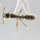 Imagem de <i>Neoponera cavinodis</i>