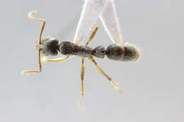 Imagem de <i>Neoponera cavinodis</i>