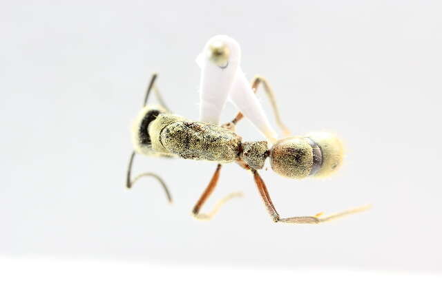 Imagem de <i>Neoponera villosa</i>