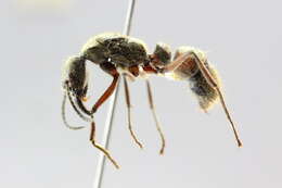 Imagem de <i>Neoponera villosa</i>