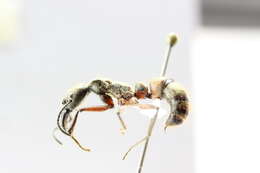 Imagem de <i>Neoponera villosa</i>