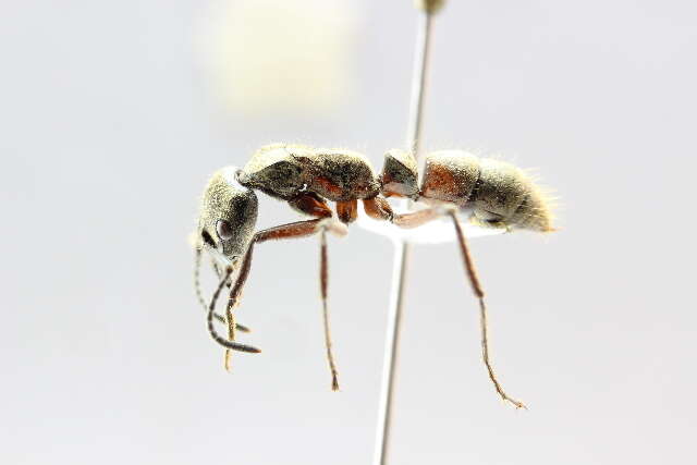 Imagem de <i>Neoponera villosa</i>