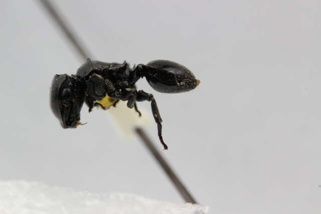 Cephalotes basalis (Smith 1876) resmi