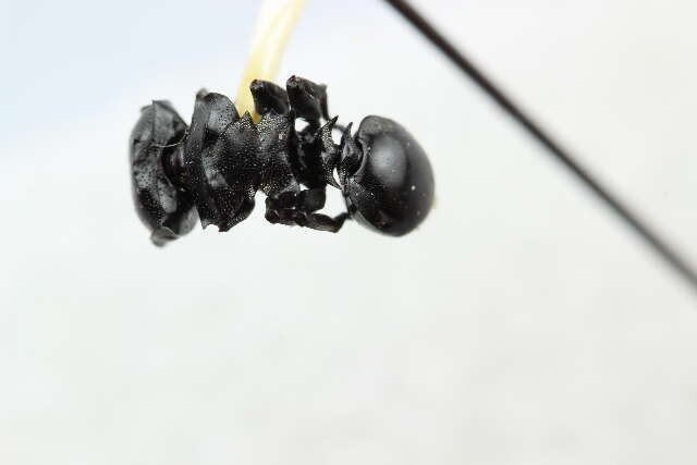 Cephalotes basalis (Smith 1876) resmi