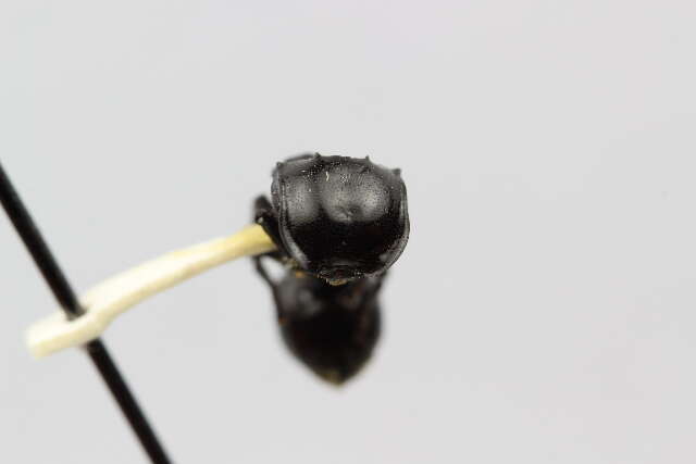 Cephalotes basalis (Smith 1876) resmi