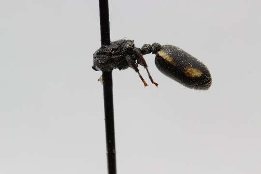 Cephalotes ecuadorialis De Andrade 1999 resmi