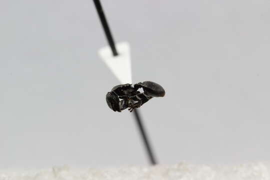 Image of Cephalotes ramiphilus (Forel 1904)