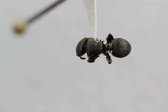 Image of Cephalotes ramiphilus (Forel 1904)