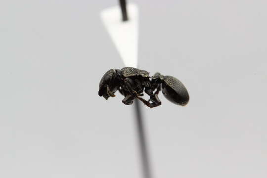 Image of Cephalotes ramiphilus (Forel 1904)