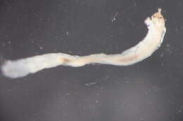 Image of Pseudochironomus