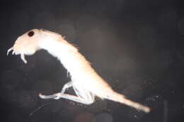 Image of Calineuria