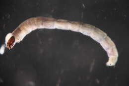 Image of Cardiocladius