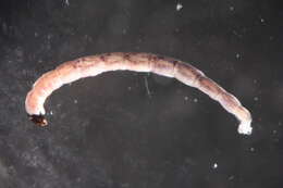 Image of Cardiocladius