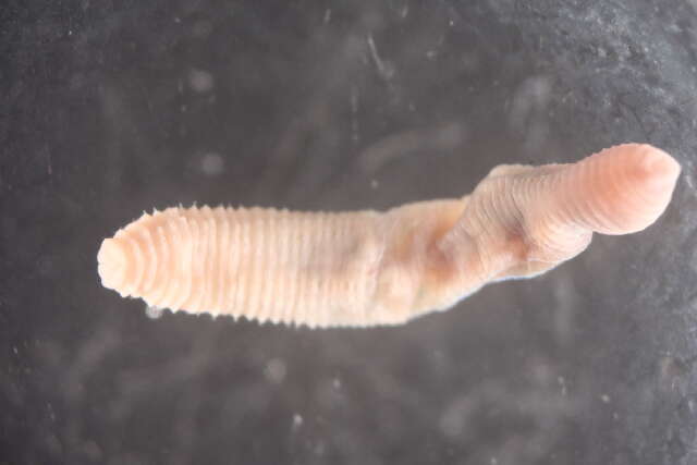 Image of earthworms, leeches, and relatives