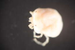 Image of Protziidae