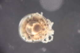 Image of torrent mites