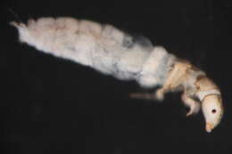 Image of Neotrichia