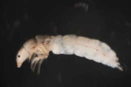 Image of Neotrichia