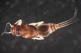 Image of Caenis bajaensis Allen & Murvosh 1983