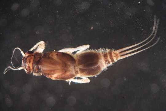 Image of Caenis bajaensis Allen & Murvosh 1983