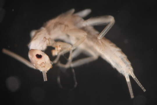 Image of small winter stoneflies