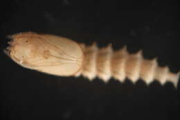 Image of Culicoides occidentalis Wirth & Jones 1957