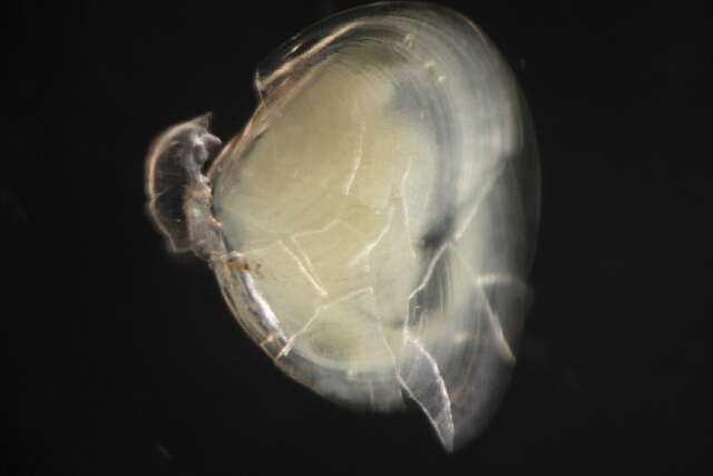 Image of Freshwater & brackish water clams