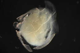 Image of Freshwater & brackish water clams
