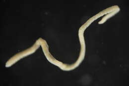 Image of earthworms, leeches, and relatives